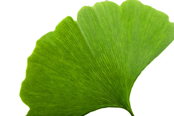 Fototapeta premium Ginkgo leaf on the white background