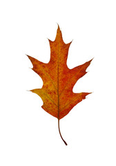 Obraz premium Autumn leaf of oak Autumn leaf of oak isolated on a white background 