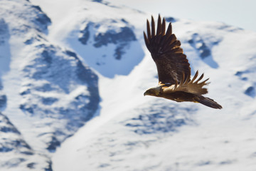 Fototapeta na wymiar Eagle in Flight