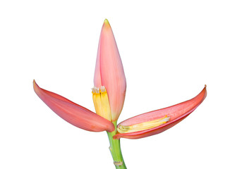 Banana blossom,Banana flower eaten as delicious vegetable on whi