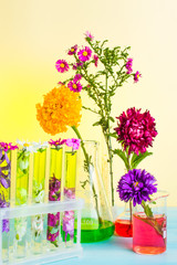 Different flowers in flasks and test tubes. Flower therapy. On a yellow and blue background.