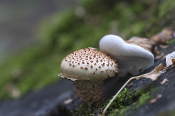 Pholiota squarrosa mushroom