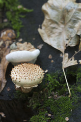 Pholiota squarrosa mushroom