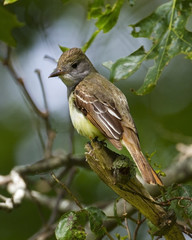 Great crested flycatcher looking for his next snack.