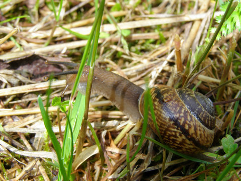 Edible snail in grass