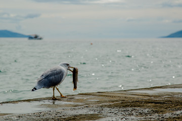 Seagull eating a fish