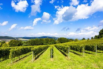 Fototapeta na wymiar Wine growing in Tuscany