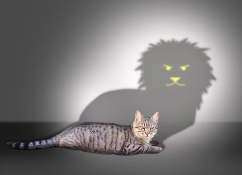 Cat With Lion Shadow