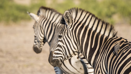 Fototapeta na wymiar Portrait of a Wild Burchell's Zebra (Equus quagga burchellii)