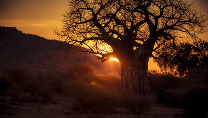 Sunset on the Plains of Africa with Giant Baobab Tree and Other