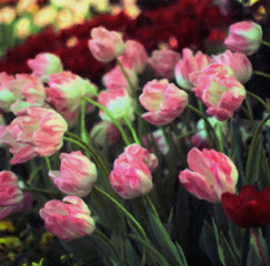 Tulips / oil painting photo effect