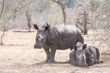 Fototapeta premium Wild Endangered White Rhinoceros (Ceratotherium simum) in Africa