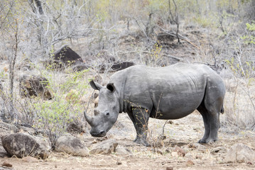 Naklejka na ściany i meble Wild Endangered White Rhinoceros (Ceratotherium simum) in Africa