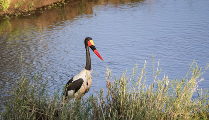 Wild Saddle-billed Stork (Ephippiorhynchus senegalensis) in Afri