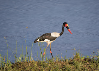 Wild Saddle-billed Stork (Ephippiorhynchus senegalensis) in Afri