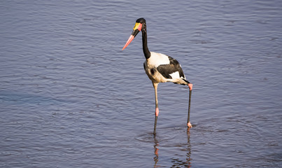 Wild Saddle-billed Stork (Ephippiorhynchus senegalensis) in Afri