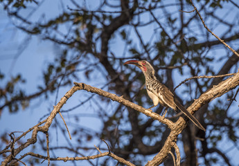 Southern Red-billed Hornbill (Tockus erythrorhynchus rufirostris