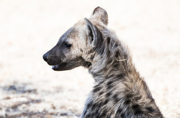 Closeup Portrait of a Hyena Pup in Sunshine