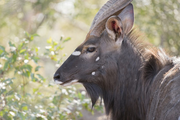 Fototapeta premium Portrait of a Wild Male Nyala (Tragelaphus angasii) Antelope in