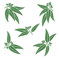 Eucalyptus set. Vector