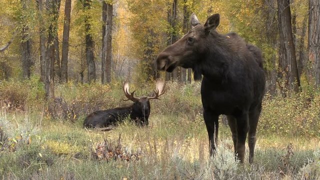 Bull And Cow Moose in the Fall Rut