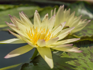 Lotus flower and Lotus flower plants.