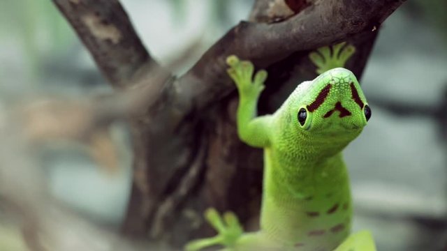 Madagascar gecko sitting on a tree, looking at the camera, close-up
