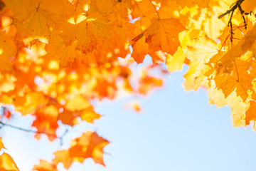 Bunte Blätter und blauer Himmel, Herbst