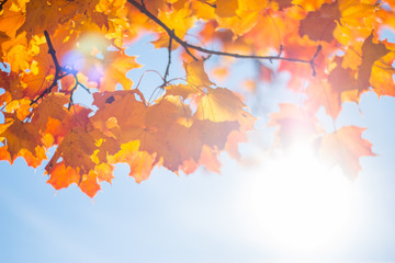 Naklejka na ściany i meble Bunte Blätter und blauer Himmel, Herbst