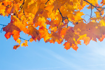 Bunte Bl&auml;tter und blauer Himmel, Herbst