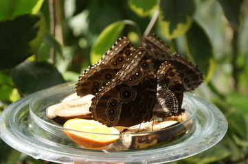 Schmetterlinge bei der Nahrungsaufnahme