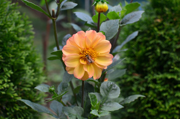 One bee collecting nectar from an orange Dahlia flower