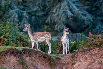 A Fallow Deer Doe