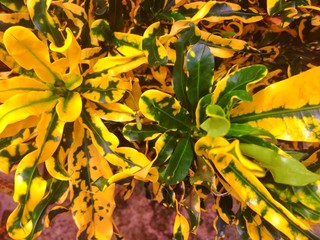 Green and yellow croton plant © abdulganinet