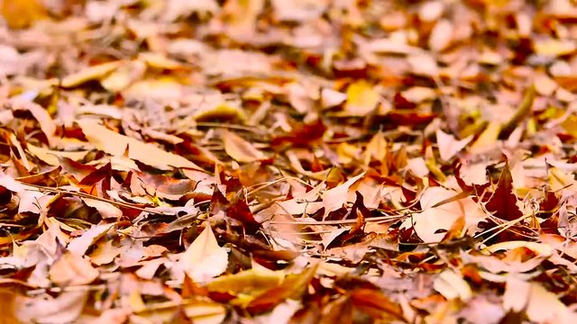 autumn leaves