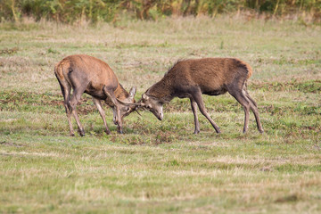 Red Deer Stag