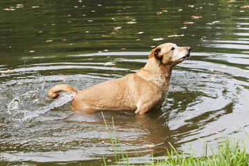 Brown dog in the wavy water shaking with its tail.