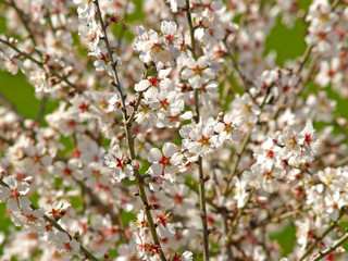 Flowering fruit tree in springtime