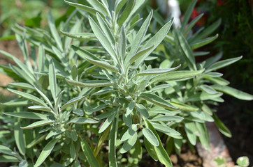 Close up of a fresh lush sage bush planted in a domestic garden