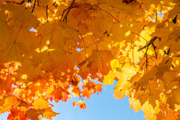 Bunte Blätter und blauer Himmel, Herbst