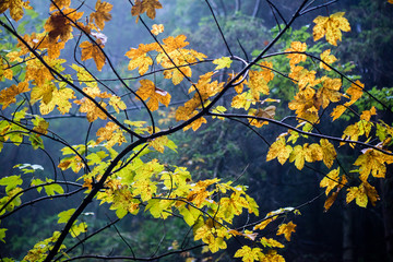 Obraz na płótnie Canvas colorfull autumn trees in heavy mist in forest