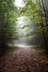 Fototapeta premium colorfull autumn trees in heavy mist in forest