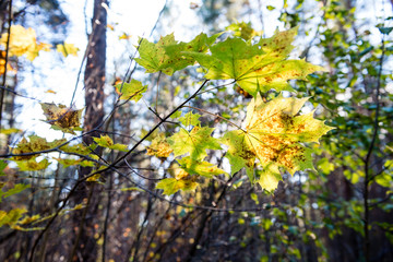 autumn colored forest leaves against the sun