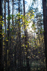 autumn colored forest leaves against the sun