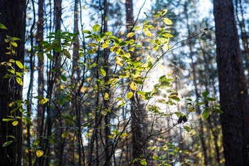 autumn colored forest leaves against the sun