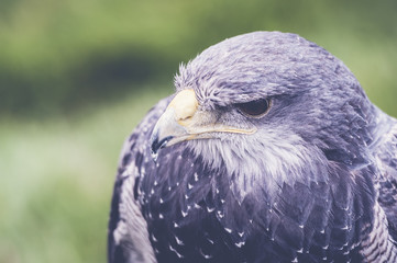 Buse bleue du Chili