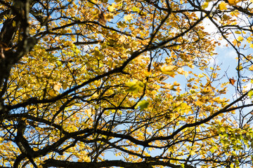 Obraz premium old big tree on color background with blue sky