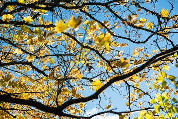 old big tree on color background with blue sky