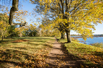 old big tree on color background with blue sky