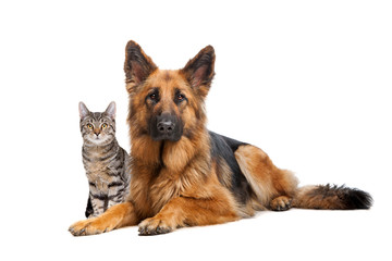 cat and a German Shepherd dog - 124443716